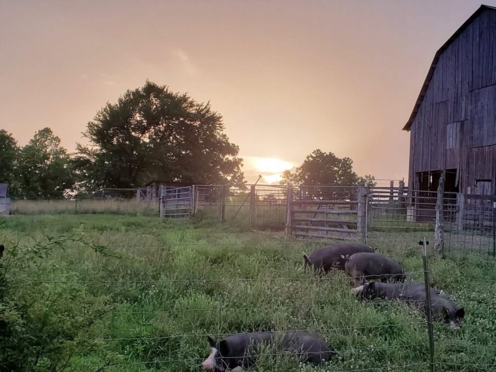 Spring Creek Farms photo 10